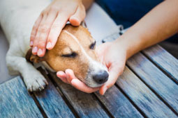 Energiearbeit für Tiere